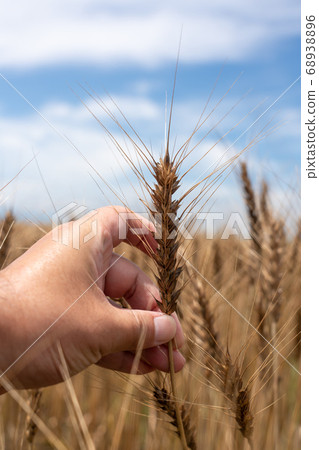 Wheat field at harvest time Men with wheat ears (June) Wheat Wheat field at harvest time Men with wheat ears (June) Wheat 68938896