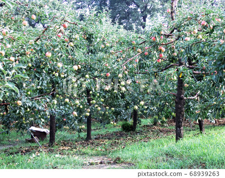 Apples,orchards,fruits,plants 68939263