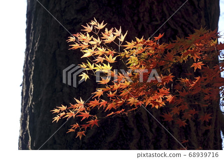 秋天的樹葉 68939716
