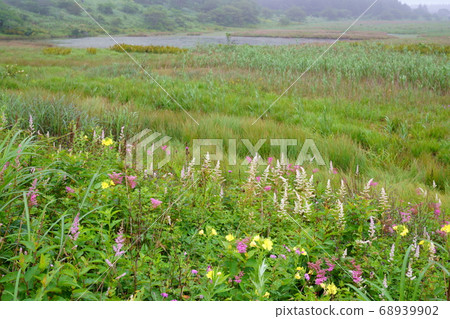 Blooming flowers of Yashima Marsh Blooming flowers of Yashima Marsh 68939902