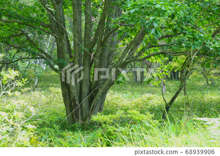 Water Quercus Tree in the Marsh Water Quercus Tree in the Marsh 68939906