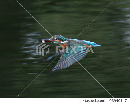 《Itsukushima Wet Park》 Kingfisher looking for food 《Itsukushima Wet Park》 Kingfisher looking for food 68940147