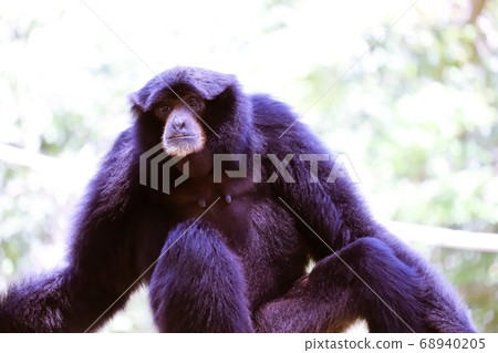Flying gibbon 68940205