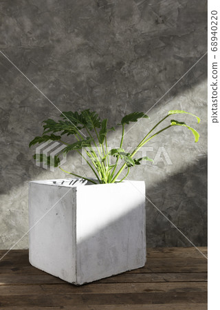 Philodendron Xanadu in concrete pot on wooden top Philodendron Xanadu in concrete pot on wooden top 68940220