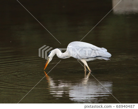 "Itsukushima Wetland Park, Nakai Town, Kanagawa Prefecture" Herons looking for food 68940487