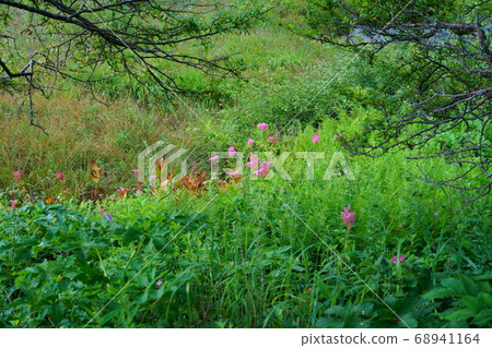 Flower of Yashima Marsh Flower of Yashima Marsh 68941164