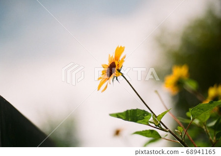 sunflower sunflower 68941165