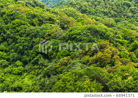 the beautiful green forest background the beautiful green forest background 68941371