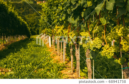 Vineyards at late summer. Ripe green grapes in Vineyards at late summer. Ripe green grapes in 68941738