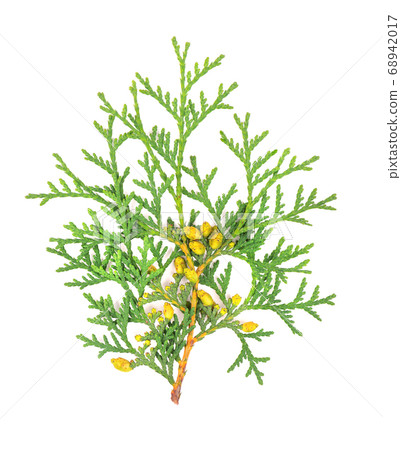 Arborvitae branch, isolated on white background. Green thuja sprig. 68942017