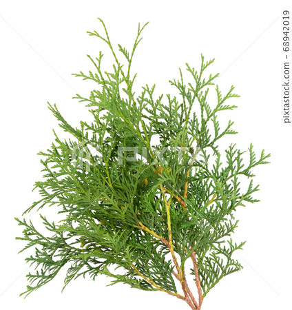 Arborvitae branch, isolated on white background. Green thuja sprig. 68942019
