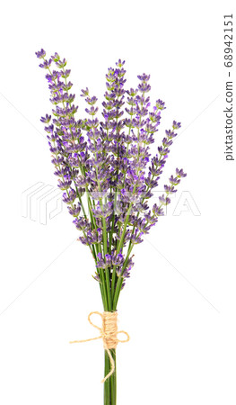 Bunch of lavender flowers, isolated on white background. Petals of lavender flowers. Medicinal herbs. Bunch of lavender flowers, isolated on white background. Petals of lavender flowers. Medicinal herbs. 68942151