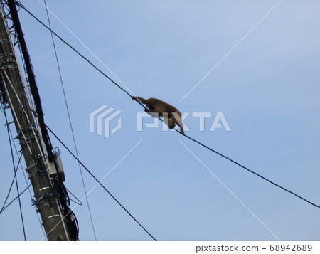 Kyoto Kurama一隻猴子爬電線 Kyoto Kurama一隻猴子爬電線 68942689