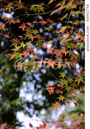 Daigoji在秋天 68942748