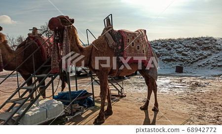 Camels near Goreme national park in Cappadocia, Turkey Camels near Goreme national park in Cappadocia, Turkey 68942772