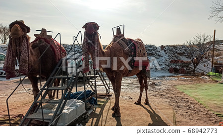 Camels near Goreme national park in Cappadocia, Turkey Camels near Goreme national park in Cappadocia, Turkey 68942773