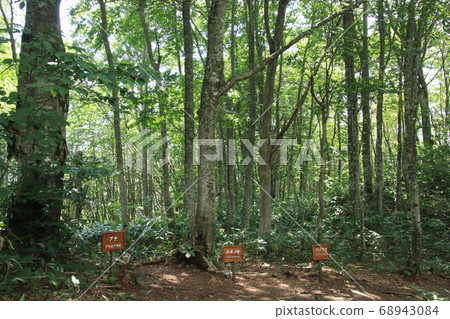 Neko no Mori Iwatake Mountain Resort Hakuba Village, Nagano Prefecture 68943084