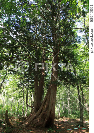 長野縣Neko no Kogi Iwatake山區度假勝地白馬村 68943091