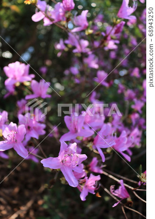 Kobanomitsu azalea 68943250