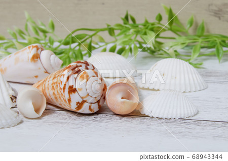 Kaigara Shell Summer Sea Accessories Small Conch 68943344
