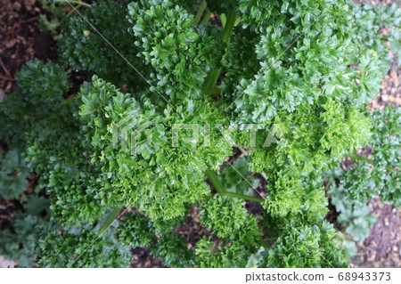 花園歐芹 花園歐芹 68943373