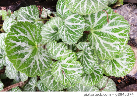 Yukinoshita離開 Yukinoshita離開 68943374