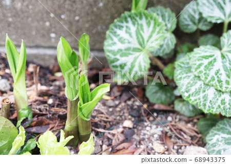 矽烷苗和雪下 68943375