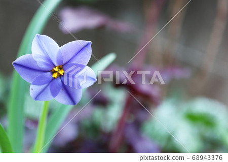 哈納尼拉·伊富 68943376