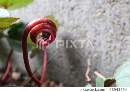 仙客來種水果螺旋部分 68943394