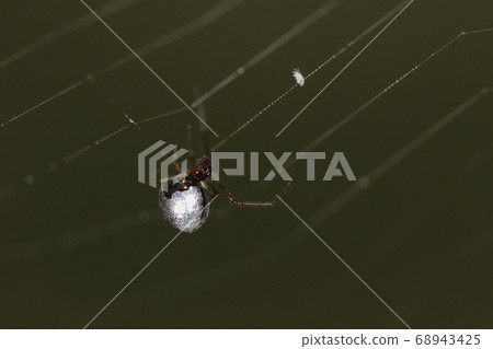 活著的生物生活在蜘蛛,白腹蜘蛛和長頸蜘蛛的巢中。靈巧地走在別人的巢穴上 活著的生物生活在蜘蛛,白腹蜘蛛和長頸蜘蛛的巢中。靈巧地走在別人的巢穴上 68943425