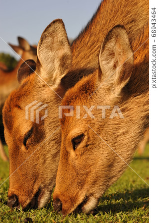 Two friends 68943464