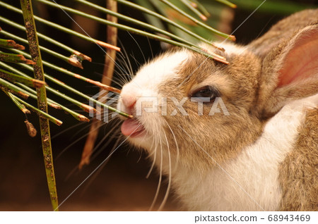 rabbit, animal, okunoshima island 68943469