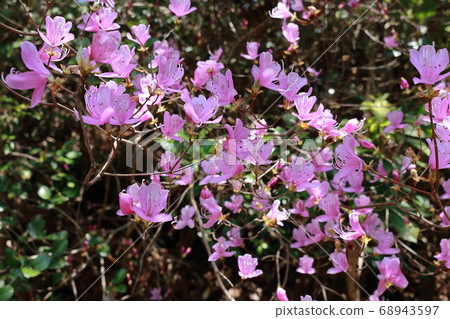 Kobanomitsu azalea 68943597