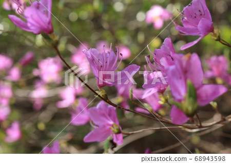 Kobanomitsu azalea 68943598