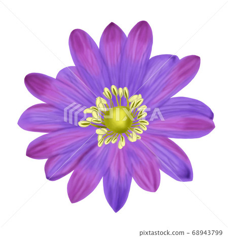 Hand draw of Anemone Blanda flower isolated on 68943799