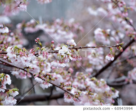 Off-season snow is falling on the beautiful cherry blossoms. 68943994