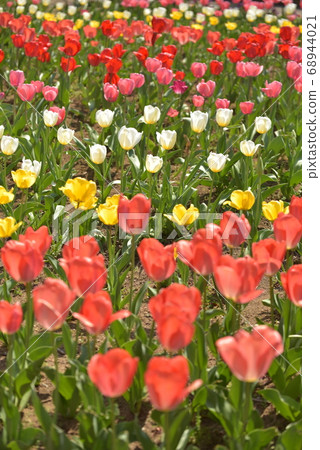 Brightly blooming tulips in a colorful flower bed at midday. Brightly blooming tulips in a colorful flower bed at midday. 68944021