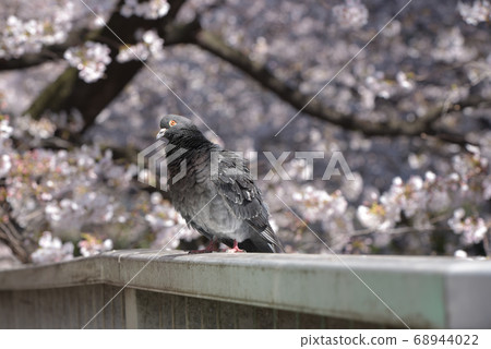 A stately pigeon with orange eyes is perched on a row of cherry blossom trees. A stately pigeon with orange eyes is perched on a row of cherry blossom trees. 68944022