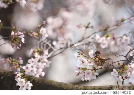 A back view of a cute sparrow playing with cherry blossoms. A back view of a cute sparrow playing with cherry blossoms. 68944028