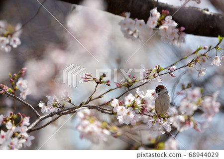 A cute sparrow playing with cherry blossoms. A cute sparrow playing with cherry blossoms. 68944029