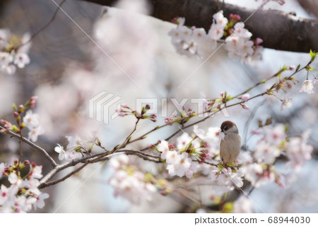 A cute sparrow playing with cherry blossoms. (Fantastic) A cute sparrow playing with cherry blossoms. (Fantastic) 68944030