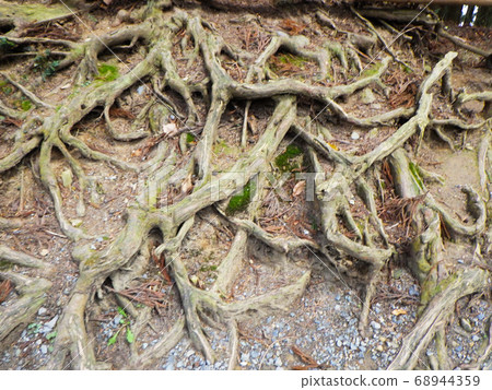 Roots of cedar trees at Chusonji Temple in Iwate Prefecture Roots of cedar trees at Chusonji Temple in Iwate Prefecture 68944359