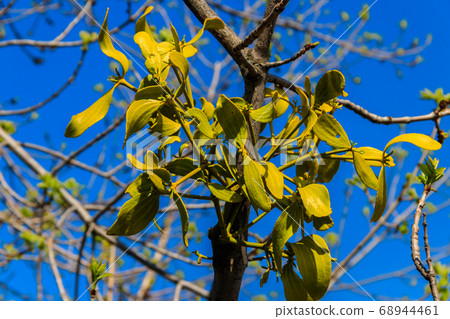 Mistletoe (Viscum album) growing on a tree 68944461