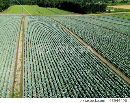Aerial view of the summer scenery of the cabbage fields that have begun to head in Otobe, Hokkaido Aerial view of the summer scenery of the cabbage fields that have begun to head in Otobe, Hokkaido 68944496