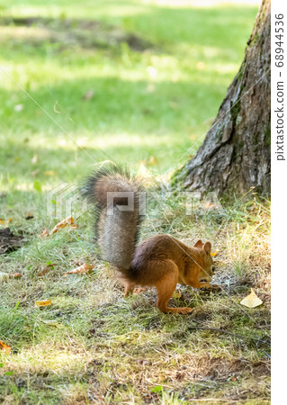 Funny red squirrel with a bushy tail hides a nut Funny red squirrel with a bushy tail hides a nut 68944536