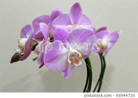 Pink orchid orchid Pink orchid orchid 68944720