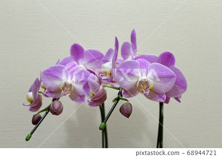 Pink orchid orchid Pink orchid orchid 68944721