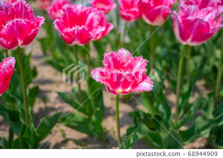 鬱金香，粉紅色的花朵，春天的花朵，花壇，美麗的花朵， 68944909