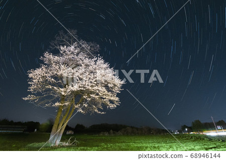 Cherry blossoms and stars' trajectories 68946144