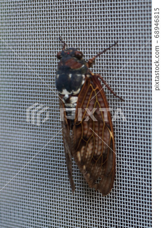 Brown cicada 68946815